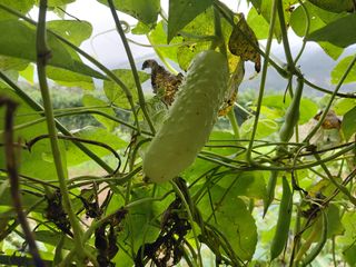 이박농장님의 자유주제 · 자유게시판 작성글 사진