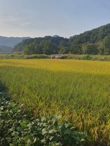 팜모닝 자유주제·자유게시판 게시글 이미지