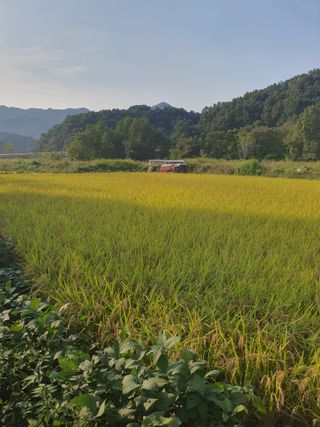 옥천서화농님의 자유주제 · 자유게시판 작성글 사진