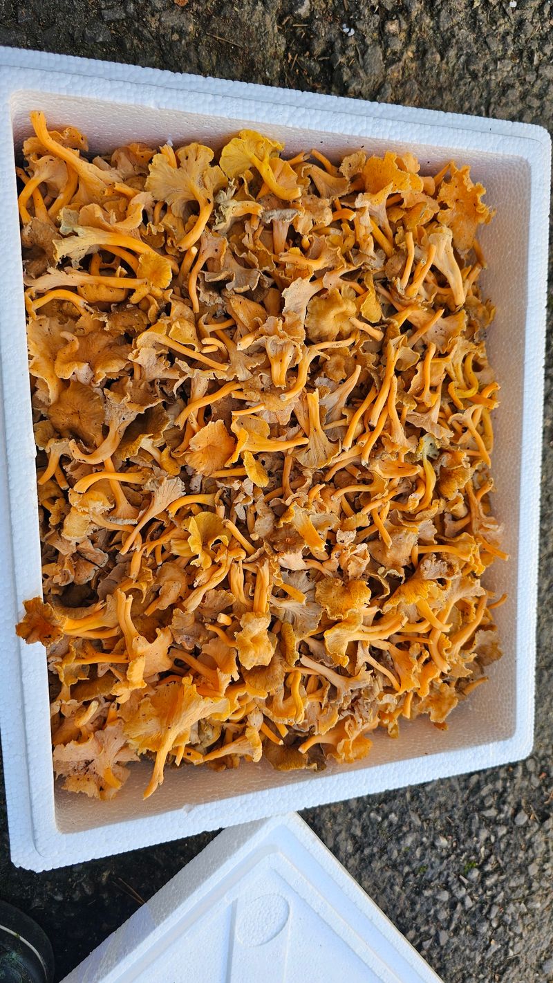 늘푸른농장님의 장터 판매 상품 [꽃버섯 1키로 4만원 판매완료] 첨부 사진