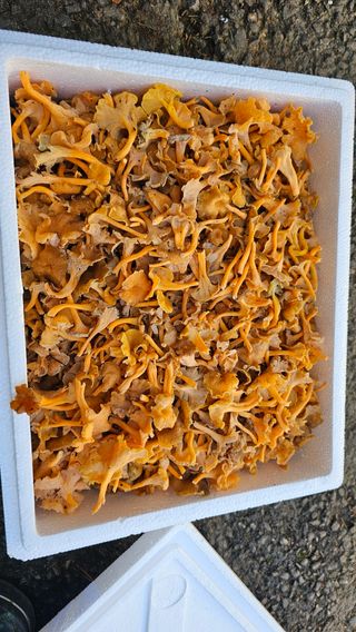 늘푸른농장님의 작성글 사진