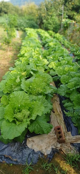 초보퍼머5도2촌준비님의 자유주제 · 자유게시판 작성글 사진