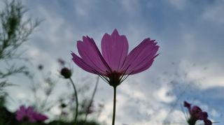 아침농원님의 자유주제 · 자유게시판 작성글 사진