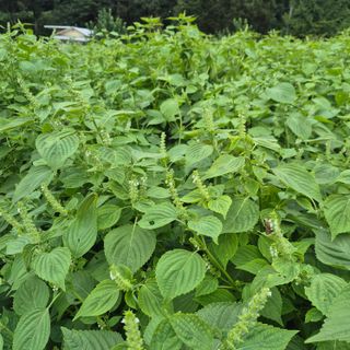 박흠님의 자유주제 · 자유게시판 작성글 사진