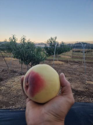 정영기대산축산농부♡님의 자유주제 · 자유게시판 작성글 사진