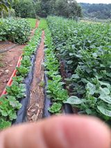 팜모닝 자유주제·자유게시판 게시글 이미지