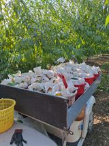 팜모닝 복숭아·자유게시판 게시글 이미지