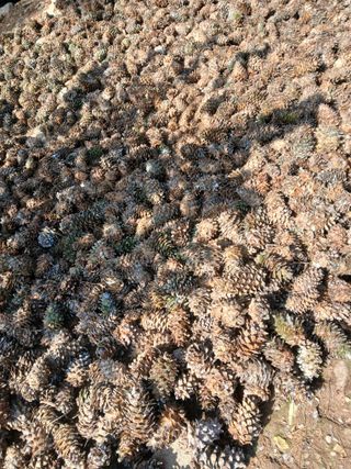 인생은 소풍처럼님의 두릅 · 영농일지 작성글 사진