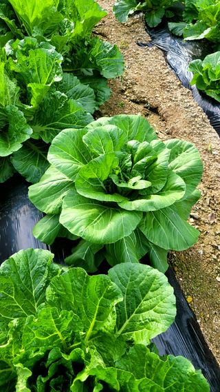 엄정순님의 자유주제 · 자유게시판 작성글 사진