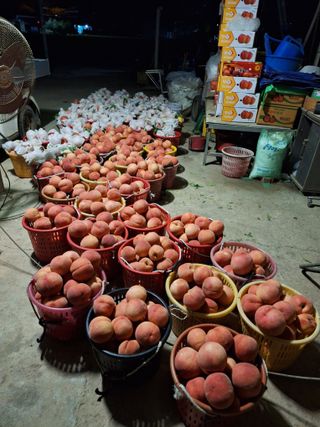 욕심내지말자님의 복숭아 · 자유게시판 작성글 사진