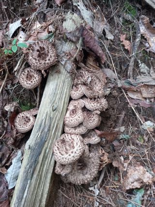 연향님의 자유주제 · 자유게시판 작성글 사진
