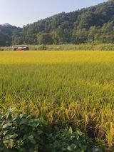 팜모닝 자유주제·자유게시판 게시글 이미지