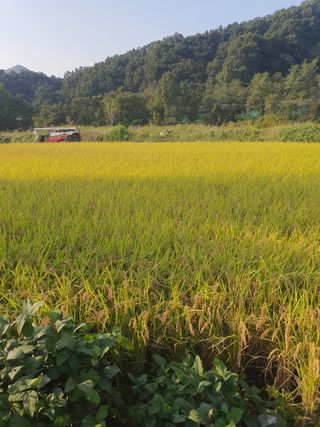 옥천서화농님의 자유주제 · 자유게시판 작성글 사진