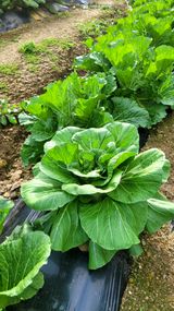 팜모닝 자유주제·자유게시판 게시글 이미지