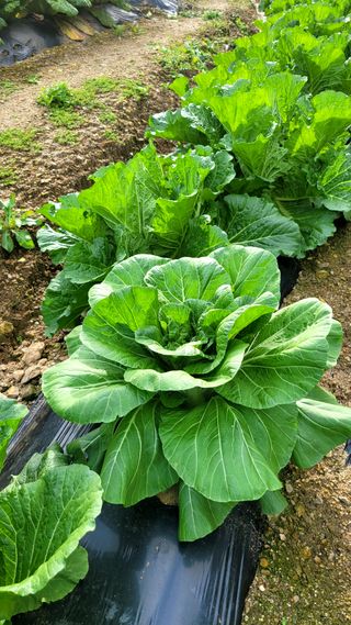 엄정순님의 자유주제 · 자유게시판 작성글 사진