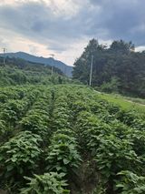 팜모닝 자유주제·자유게시판 게시글 이미지