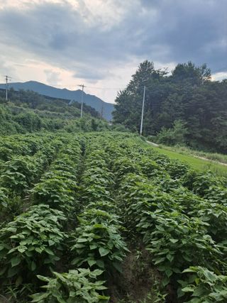 박흠님의 자유주제 · 자유게시판 작성글 사진
