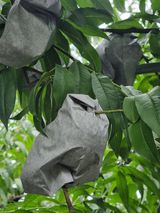 팜모닝 자유주제·자유게시판 게시글 이미지