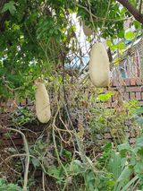 팜모닝 자유주제·자유게시판 게시글 이미지