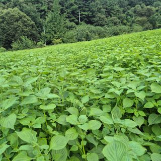 박흠님의 자유주제 · 자유게시판 작성글 사진