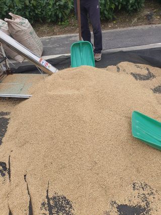 옥천서화농님의 자유주제 · 자유게시판 작성글 사진