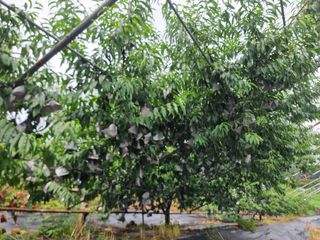 정영기대산축산농부♡님의 자유주제 · 자유게시판 작성글 사진