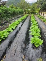 팜모닝 자유주제·자유게시판 게시글 이미지