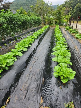 대파17611님의 자유주제 · 자유게시판 작성글 사진