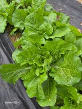 팜모닝 자유주제·자유게시판 게시글 이미지