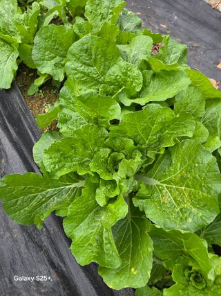 박기식 님의 자유주제 · 자유게시판 작성글 사진