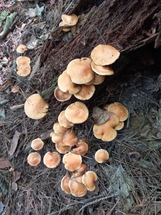 연향님의 자유주제 · 자유게시판 작성글 사진