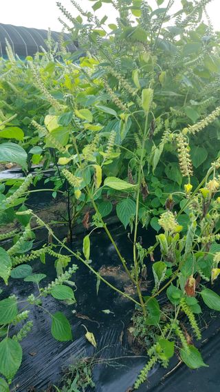 임곡농장김향중님의 자유주제 · 자유게시판 작성글 사진