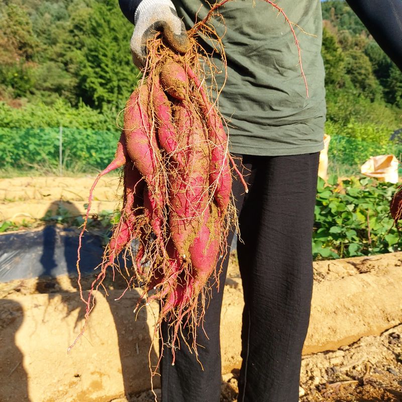 홍순원님의 장터 판매 상품 [베니하루까 고구마 10kg 완판되었습니다] 첨부 사진