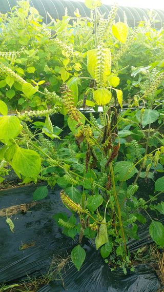 임곡농장김향중님의 자유주제 · 자유게시판 작성글 사진