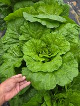 팜모닝 자유주제·자유게시판 게시글 이미지