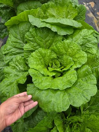 뚝방님의 자유주제 · 자유게시판 작성글 사진