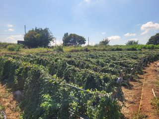 고구마11188님의 자유주제 · 자유게시판 작성글 사진