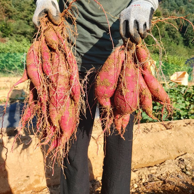 장터 상품 [베니하루까 고구마 10kg 완판되었습니다] 썸네일