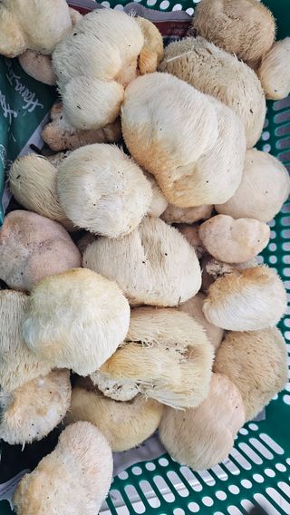 강원송이님의 작성글 사진