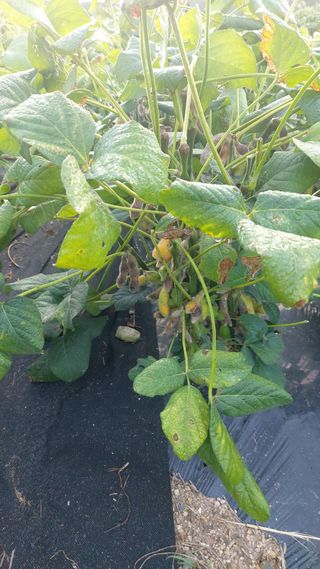 임곡농장김향중님의 자유주제 · 자유게시판 작성글 사진