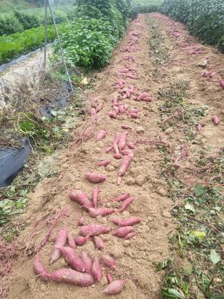 최상희님의 자유주제 · 자유게시판 작성글 사진