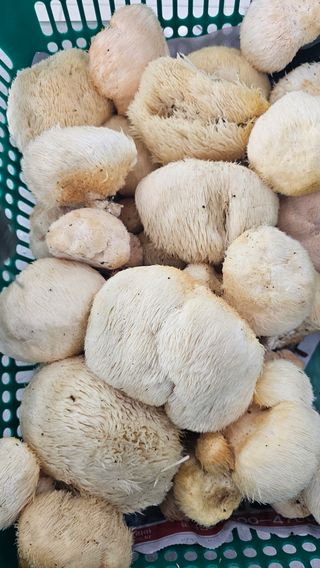 강원송이님의 작성글 사진