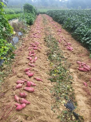 최상희님의 자유주제 · 자유게시판 작성글 사진