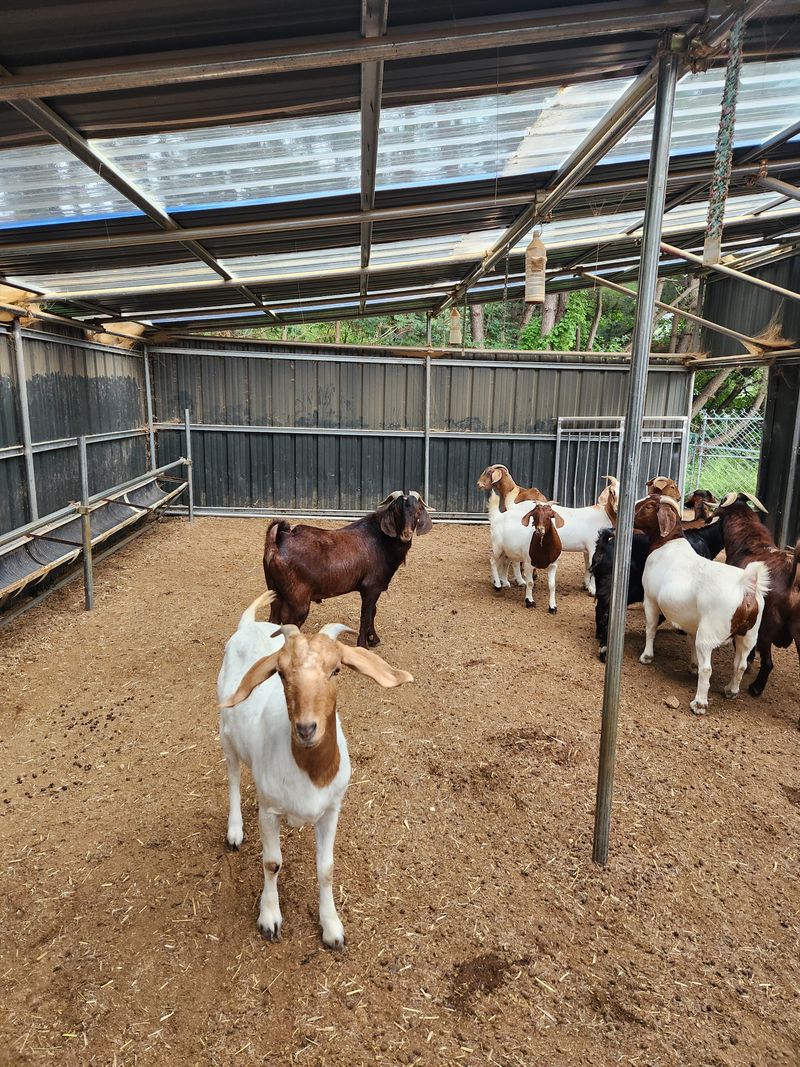 장터 상품 [염소 2살갈색종모2마리분양] 썸네일