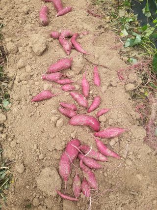 최상희님의 자유주제 · 자유게시판 작성글 사진