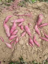 팜모닝 자유주제·자유게시판 게시글 이미지