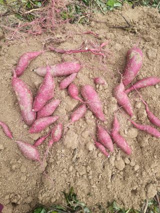 최상희님의 자유주제 · 자유게시판 작성글 사진