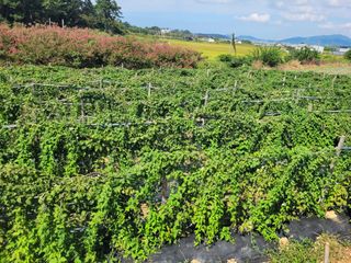 고구마11188님의 자유주제 · 자유게시판 작성글 사진