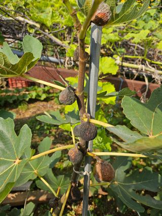 한호영님의 자유주제 · 자유게시판 작성글 사진