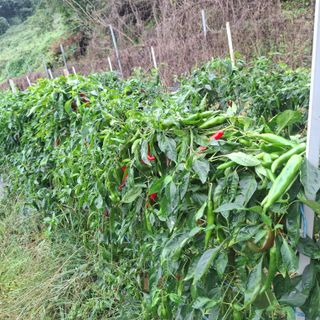 오영도님의 자유주제 · 자유게시판 작성글 사진